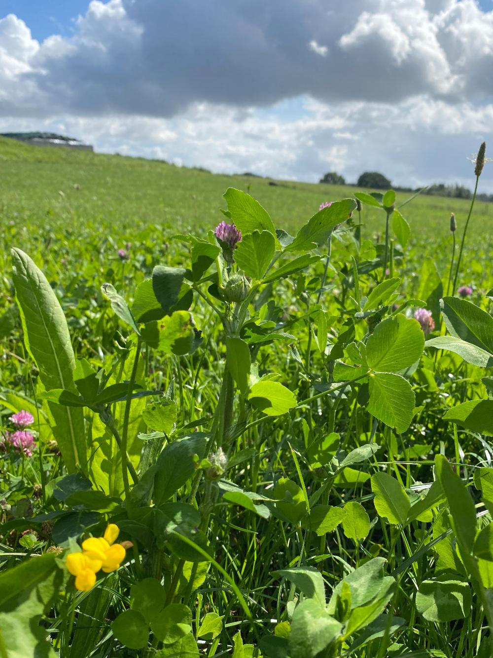 DLF Biodiversitet - Økologisk
